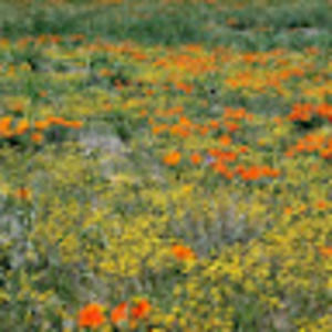 Meet your Posher, Silvia